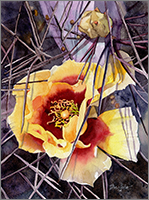 Opuntia macrocentra