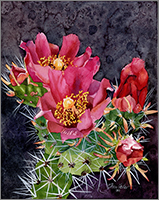 Cactus Flowers 3