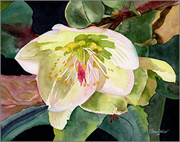 White Trillium