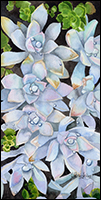Blue Echevaria
