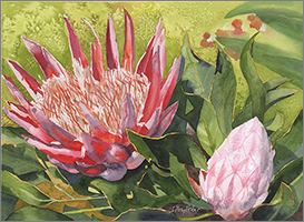 Kirstenbosch King Protea